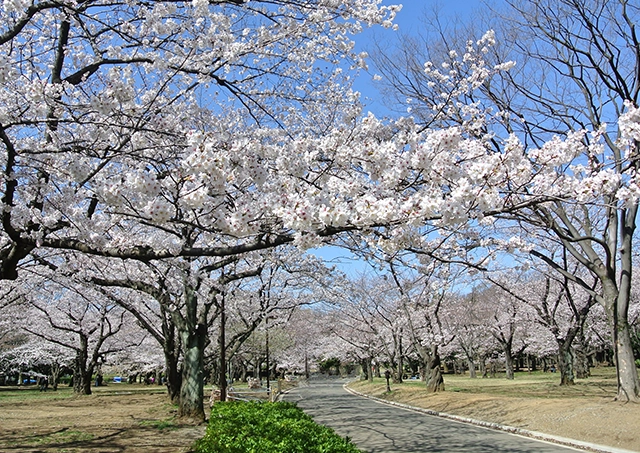 Yoyogi Park: Approximately 25 minutes by train and on foot