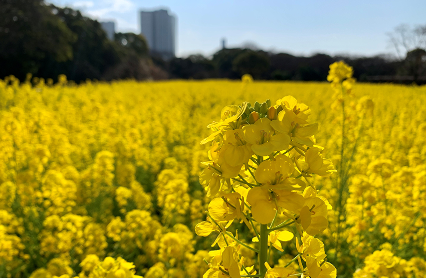 Hama-rikyu Gardens