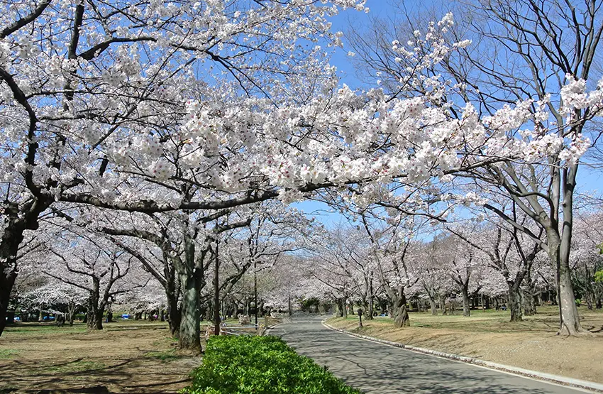 Yoyogi Park