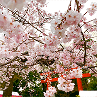 Maruyama Park / 7 minutes walk