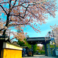 Kenninji Temple / 5 minutes walk