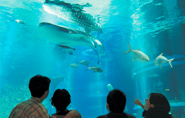 Osaka Aquarium Kaiyukan