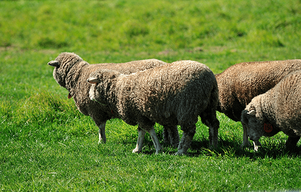 Hitsujigaoka Observation Hill 2
